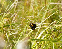 Tisiphone abeona albifascia