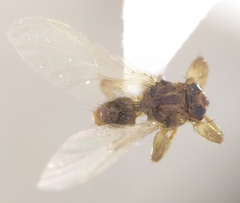 Lipoptena fortisetosa