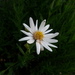Olympic Aster - Photo (c) David Greenberger, some rights reserved (CC BY-NC-ND), uploaded by David Greenberger