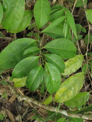 Lacistema aggregatum