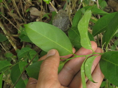 Lacistema aggregatum