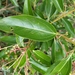 Aiouea montana - Photo (c) humbertomendozacifuentes,  זכויות יוצרים חלקיות (CC BY-NC), הועלה על ידי humbertomendozacifuentes