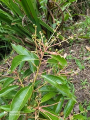 Aiouea montana