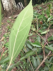 Aiouea montana
