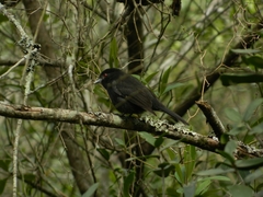 Knipolegus cyanirostris