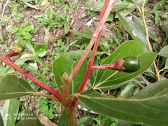 Aiouea montana