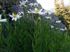 Eucephalus paucicapitatus