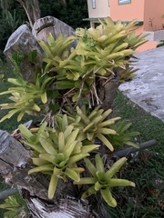 Neoregelia