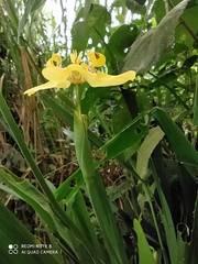 Trimezia