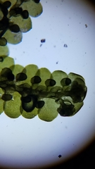 Jubula pennsylvanica