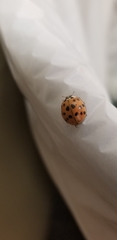 Harmonia axyridis