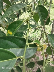 Lacistema aggregatum