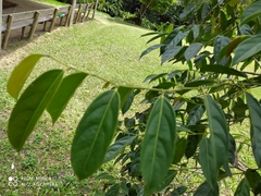 Lacistema aggregatum