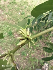 Lacistema aggregatum