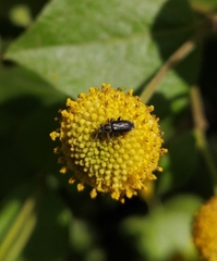 Psathyrocerus