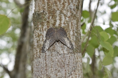 Hamadryas amphichloe