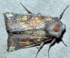 Papaipema impecuniosa
