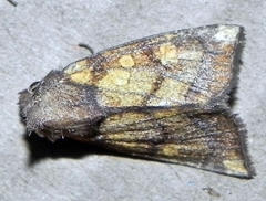 Papaipema impecuniosa