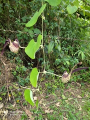 Aristolochia ringens