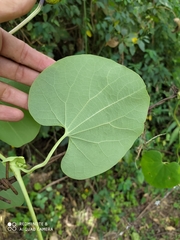 Aristolochia ringens