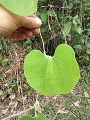 Aristolochia ringens