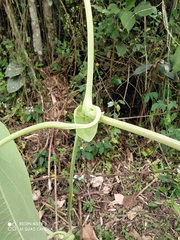 Aristolochia ringens