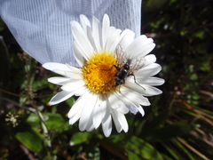 Celmisia spectabilis spectabilis