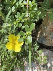 Tribulus cistoides