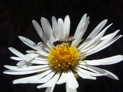 Celmisia spectabilis spectabilis