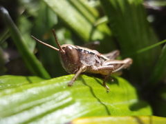 Sigaus australis