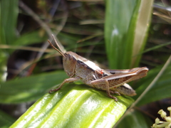 Sigaus australis
