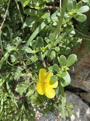 Tribulus cistoides