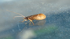 Anabolia nervosa