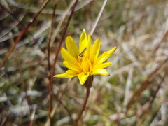 Microseris scapigera