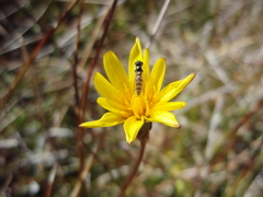 Microseris scapigera