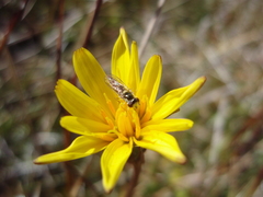 Microseris scapigera