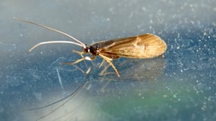 Anabolia nervosa