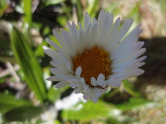 Celmisia spectabilis spectabilis