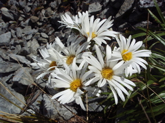 Dolichoglottis scorzoneroides