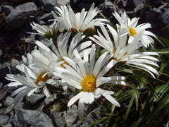 Dolichoglottis scorzoneroides