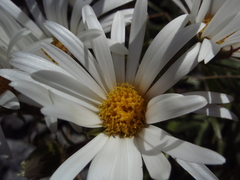 Dolichoglottis scorzoneroides