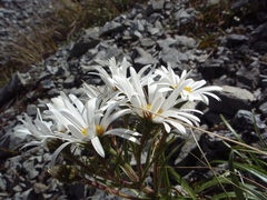 Dolichoglottis scorzoneroides