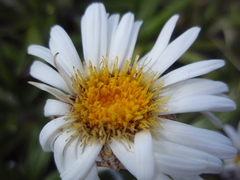 Celmisia spectabilis spectabilis