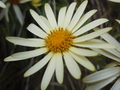 Dolichoglottis lyallii × scorzoneroides
