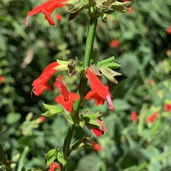 Salvia subrotunda