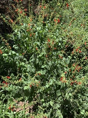 Salvia subrotunda