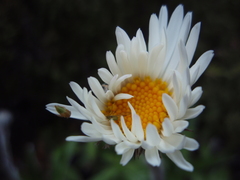 Celmisia spectabilis spectabilis