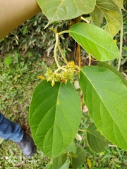 Prestonia parviflora
