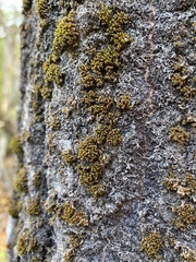 Nyholmiella obtusifolia