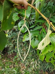 Prestonia parviflora